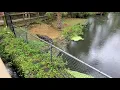 How to call an alligator to come to you