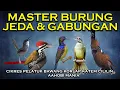 Download Lagu MASTER BURUNG Jeda Dan Gabungan | CIBLEK KRISTAL PELATUK BAWANG KOLIBRI KELAPA KAPAS TEMBAK CILILIN