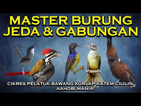 Download MP3 MASTER BURUNG Jeda Dan Gabungan | CIBLEK KRISTAL PELATUK BAWANG KOLIBRI KELAPA KAPAS TEMBAK CILILIN