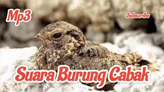 suara burung cabak mp3
