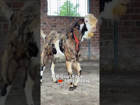 Big Gujri Andul Goat at KB Goat Farm