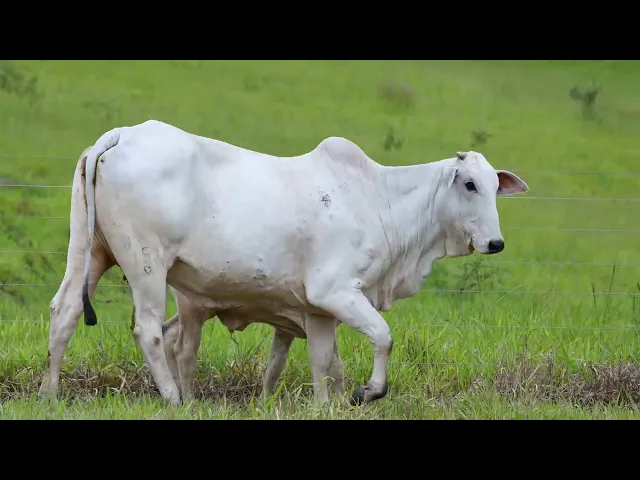 Matriz Nelore ACSM - 153