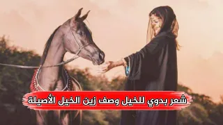 شعر بدوي للخيل وصف زين الخيل الأصيلة بصوت أحد متابعات وتين الشعر محشومتن في عز شيخن رعاها 