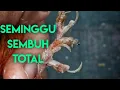 Download Lagu Obat Kaki Kenari Ampuh | Ternyata Cuma Pake Ini