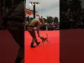 Download Lagu Satpol PP Berdansa Dengan Anjing Liar