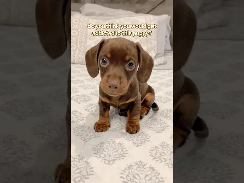 she’s addictive for sure #minidachshund #puppy #cutedog #cutepets #cutepuppy #funnydog #cute #dog