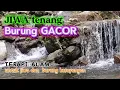 Download Lagu TERAPI ALAM: Menyegarkan Jiwa Bersama Burung Kesayangan