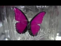 Download Lagu Weird Japanese Toys - Robot Butterfly!!