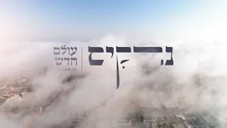 נרקיס עולם חדש Narkis New World 