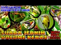 Download Lagu SUARA PIKAT BURUNG KECIL | SEKALI DENGAR LANGSUNG NYAMBAR