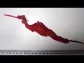 Researchers capture first glimpse of ruby seadragons in the wild