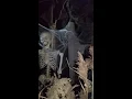 2016 Haunted House at Scott Kedz Home for Funerals