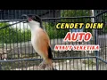 Download Lagu BURUNG CENDET GACOR || PANCINGAN CENDET ANTI GAGAL