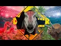 Dinosaur Adventure Live - Thursday 21 April 2022