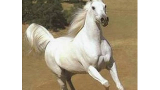 صوت حوافر الخيل دندنها