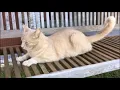 Download Lagu Feline Hyperaesthesia Syndrome (FHS) - video of affected cat