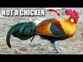 Download Lagu Fakta Unggas Hutan: AYAM LIAR?! 🐔 Arsip Fakta Hewan