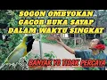 Download Lagu BUKTIKAN!!Kupas Tuntas Settingan Perawatan Sogon Bahan Ombyokan Cepat Gacor