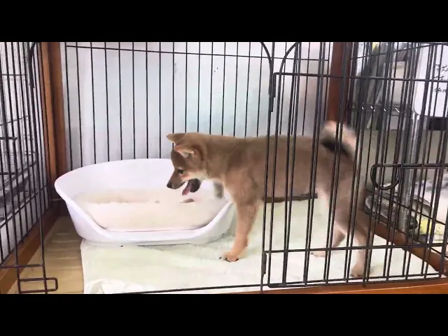 動画