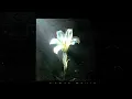 Netsky - Light That Leads Me feat. Bebe Rexha (YouNotUs Remix) [Visualizer] [Helix Records]