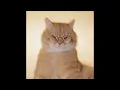 Montagem Miau - Lenar