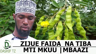 zijue faida na tiba za mti mkuu mbaazi sheikh yussuf bin ally