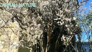 الورد فتح     دندنها