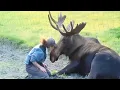 Download Lagu 60 Times Wild Animals Showed Pure Love for Humans ❤️