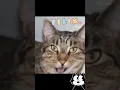 Download Lagu 😸🫰😹♥️ #cat #felix #voorjou #dc #funny #video #catvideo