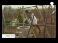 Download Lagu euronews Terra viva - Farmers in India convert to organic cotton