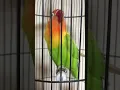 Download Lagu LOVEBIRD NGEKEK 2 MENIT 18 DETIK UP TANPA JEDA