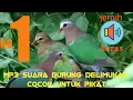 Download Lagu suara burung delimukan/limukan/punai tanah,cocok buat masteran \u0026 pikatan.