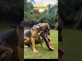 Dog with crocodile mouth #dog #animals #shorts #fyp #video #viralshorts #short