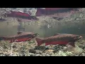 Incredible Wild Brook Trout Spawning Underwater 4K