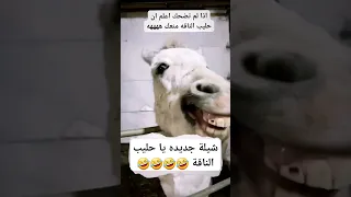 شيلة   يا حليب الناقة دندنها