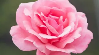 ص  ٥٥  سورة آل عمران   القارئ الشيخ مشاري راشد العفاسي حفظه الله تعالى     دندنها