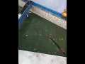 Download Lagu cah dlogok jaran 🤣🤣🤣 #fishing #angler #reels #mancing #fishing #mancingmania #nilem #carpfishing