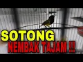 Download Lagu Masteran Sogok Ontong Gacor NEMBAK TAJAM