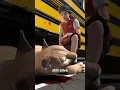 Download Lagu A Mountain Lion Attacked A School Bus 😨