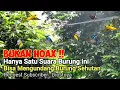 Download Lagu Suara Pikat Kutilang Ribut  Terancam Ampuh Untuk Pikat Semua Jenis Burung