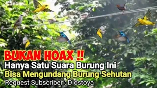 suara pikat kutilang ribut terancam ampuh untuk pikat semua jenis burung