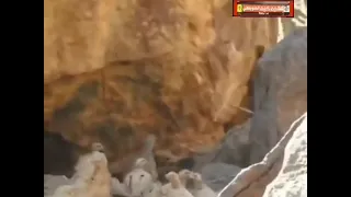 ياذا الحمام        الفنان طلال بدر دندنها