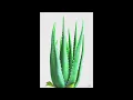 [WRP] Channel Tres - Cactus Water