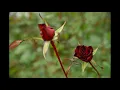 whatsapp status ucun