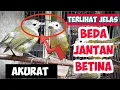 Download Lagu CARA MEMBEDAKAN OPIOR JAWA JANTAN DAN BETINA AKURAT