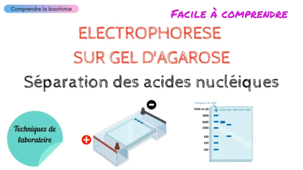 ELECTROPHORESE SUR GEL D'AGAROSE | Séparation et analyse des acides nucléiques | Biochimie Facile