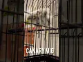 Download Lagu A pair of canaries with dense plumage 🪶🪶🪶♥️ #kenari #bird #birdsounds #singing #birds #canary #cute