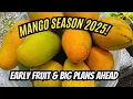 Download Lagu Mango Season 2025 Begins! Early Season Mango Update