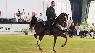 البطل هتلر و المعلم اسلام البيطار مهرجان الشرقيه 2022 