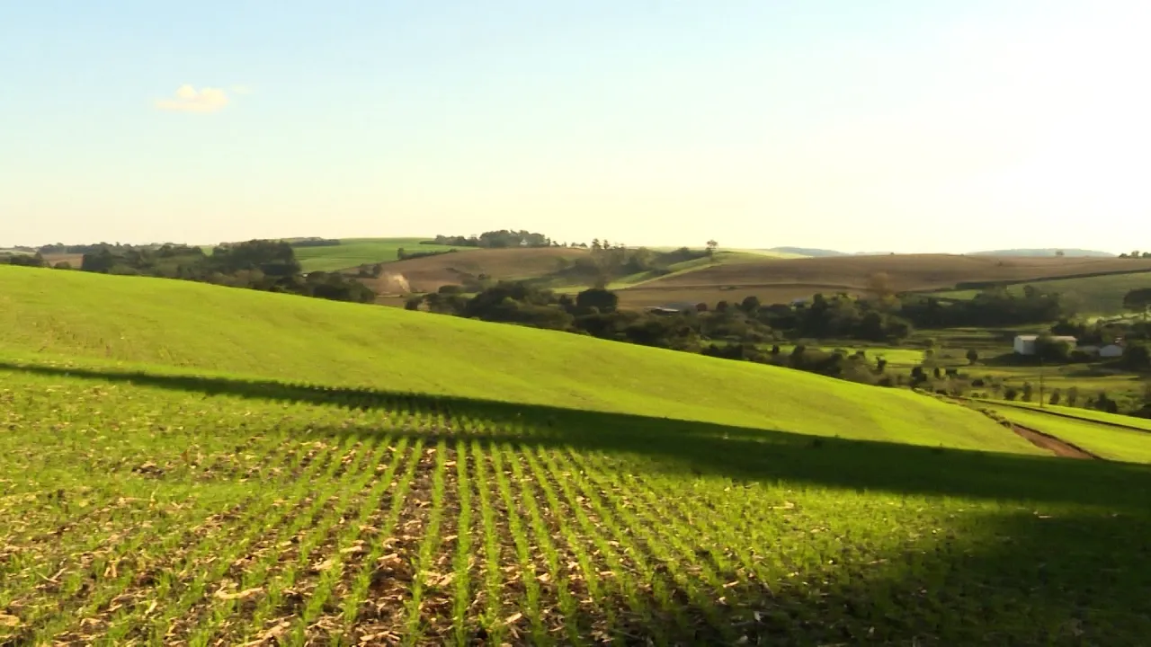El Niño pode provocar perdas na cultura do trigo em 2023